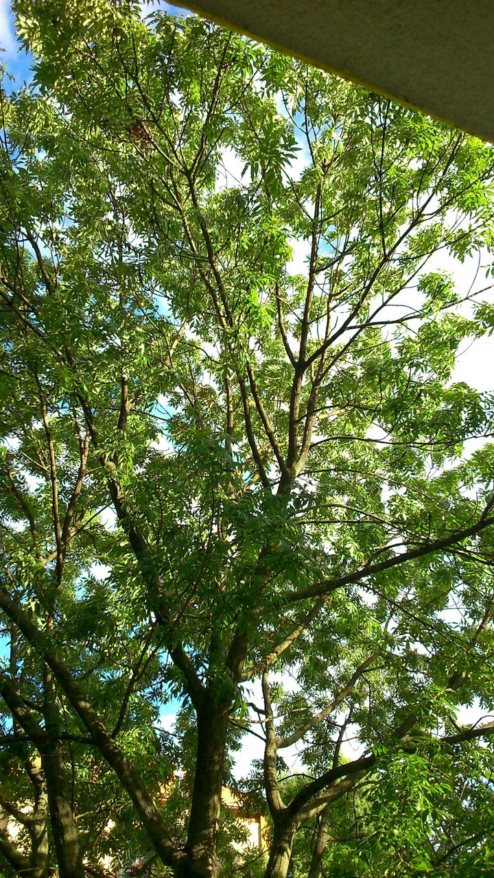 Trees In Moravia