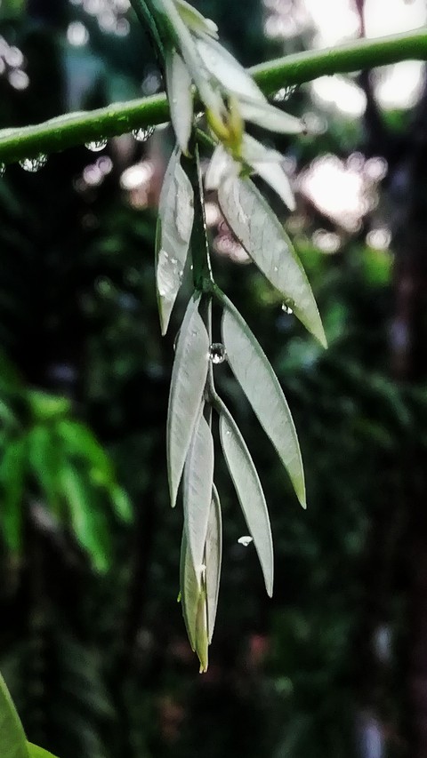 leaf