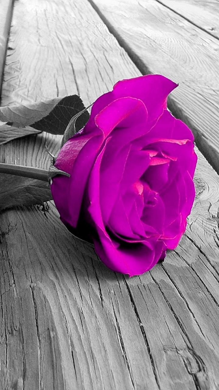 rose