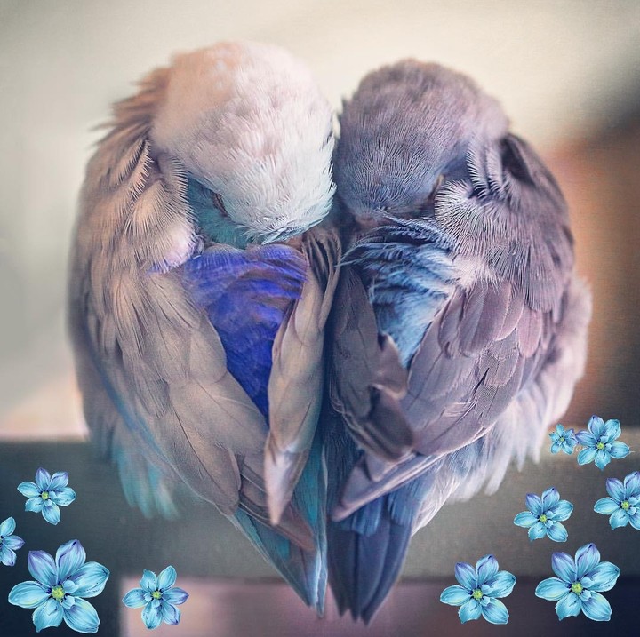 cute bird