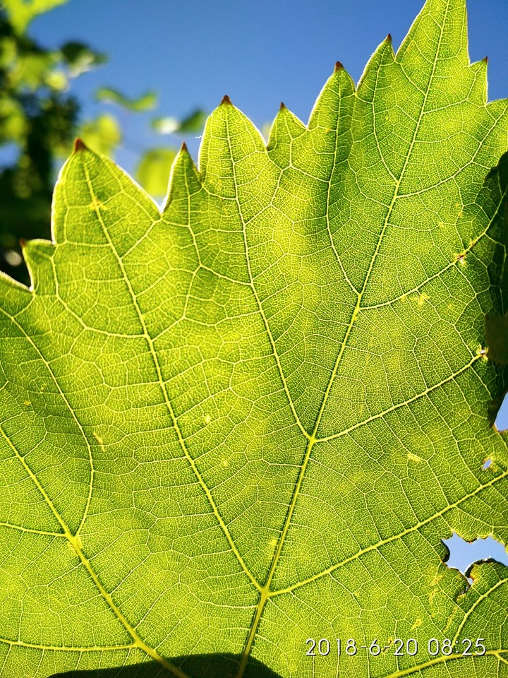 Grape leaf