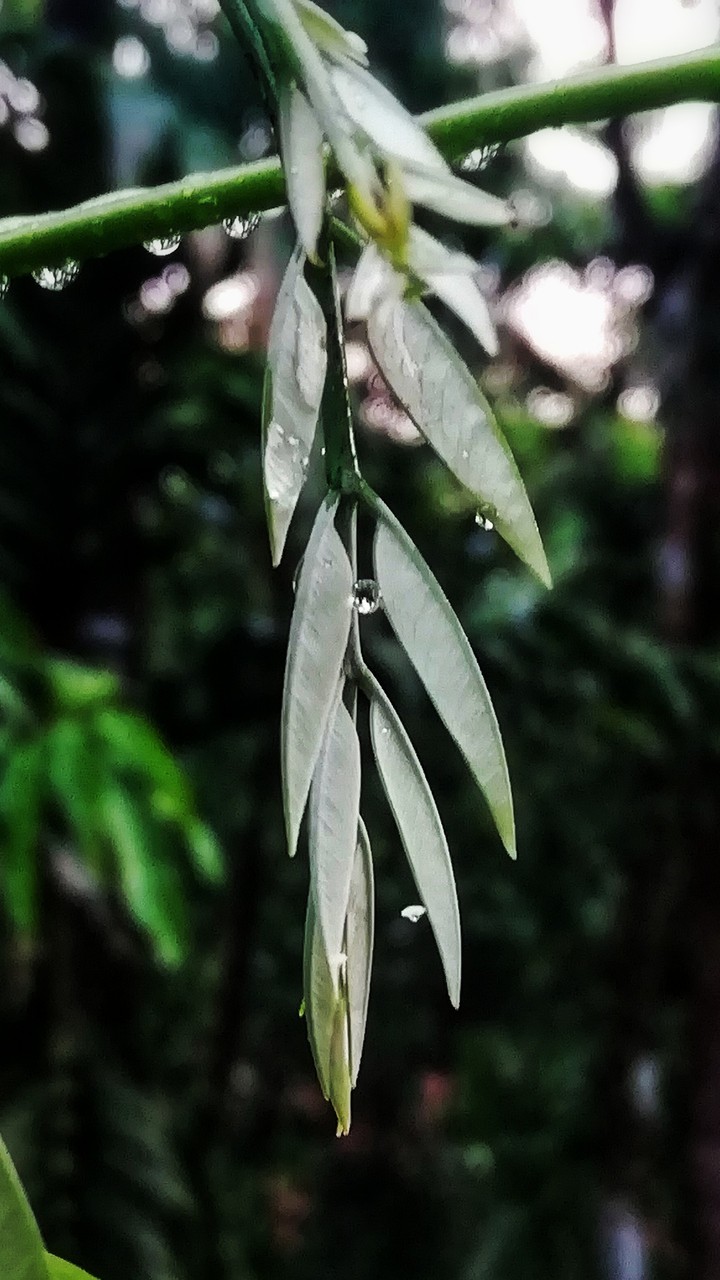 leaf