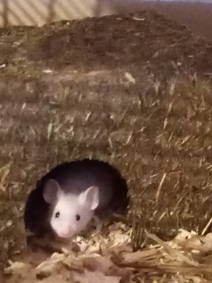 schneeweischen