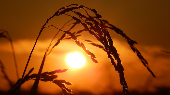 sunset amidst rice fields