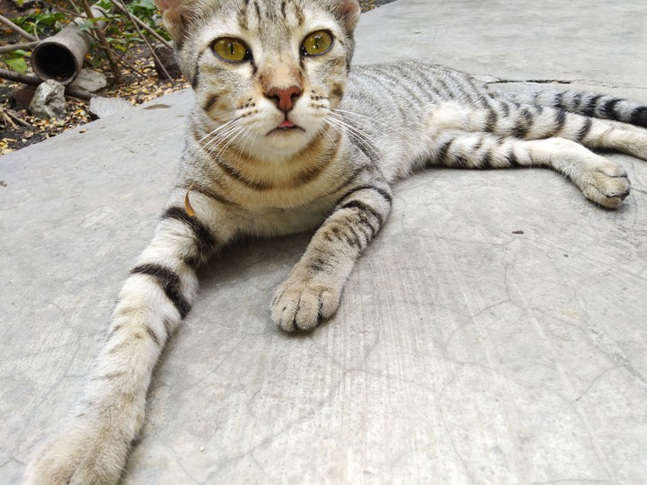 Cat