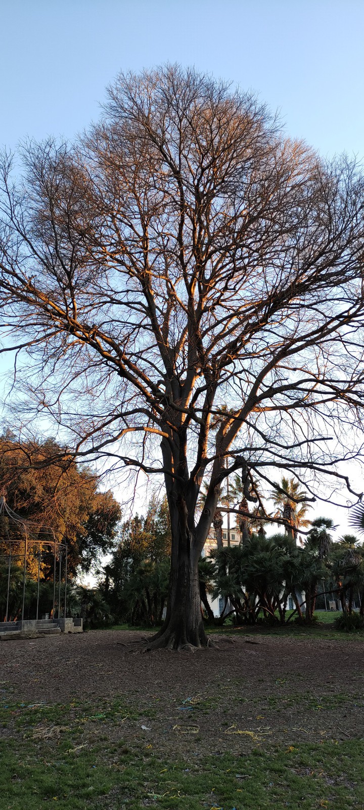 Tree