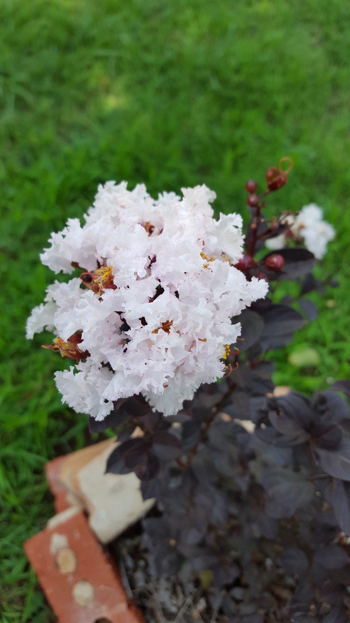 Black Diamond Crepe Myrtle