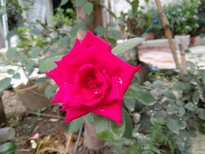 rose5