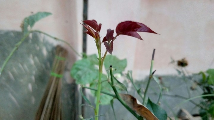 a new stem of new 