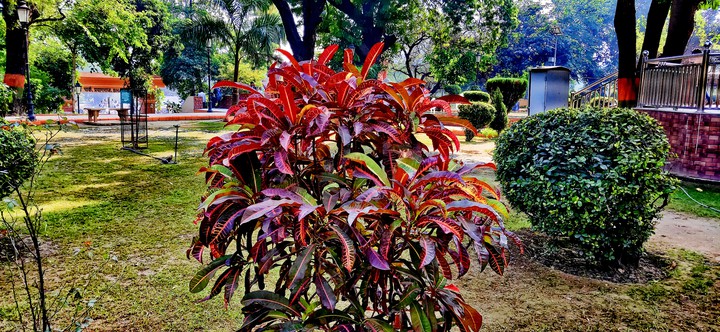 plants