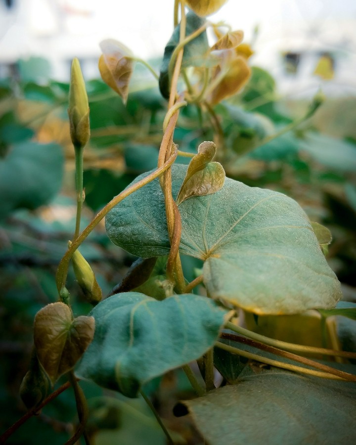 leaf