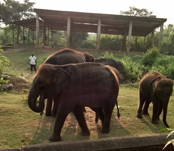 Elephants