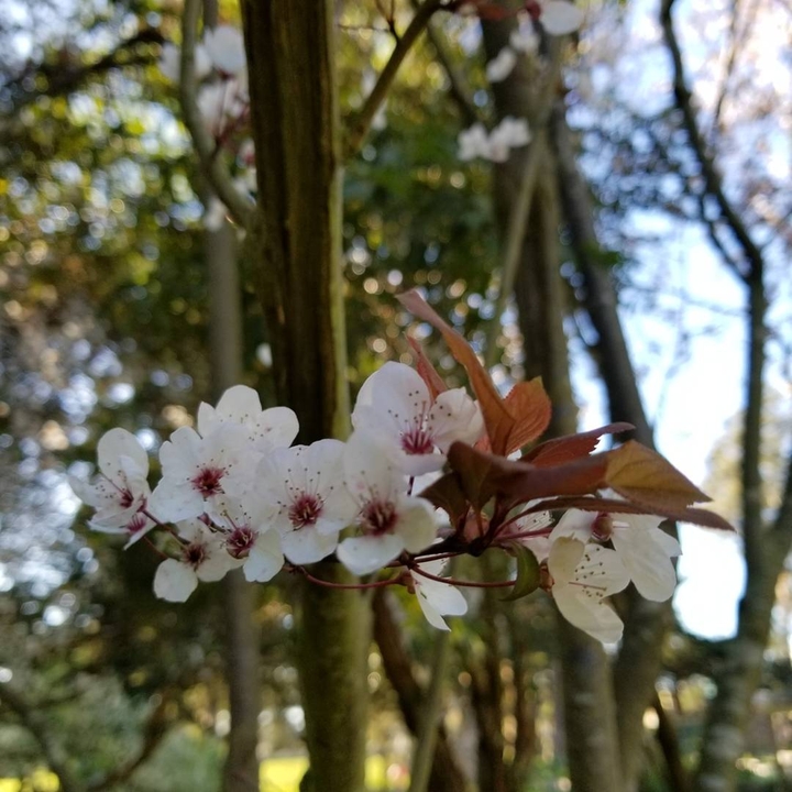 cherry blossoms