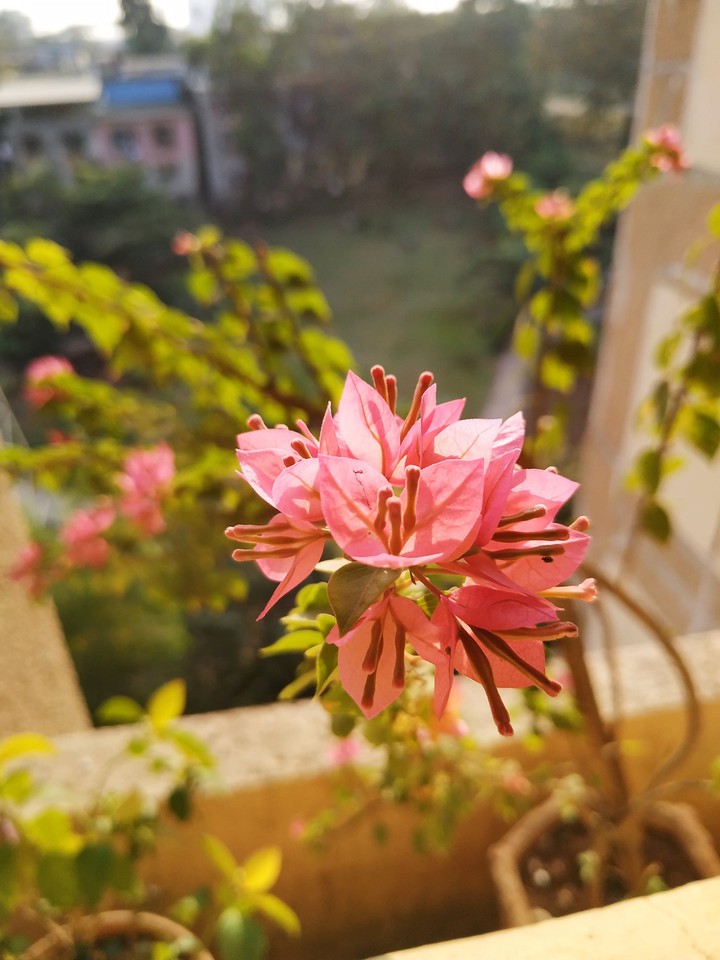 portrait mode photography