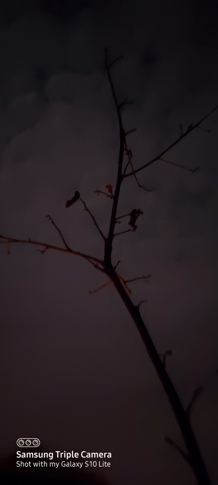 Branch