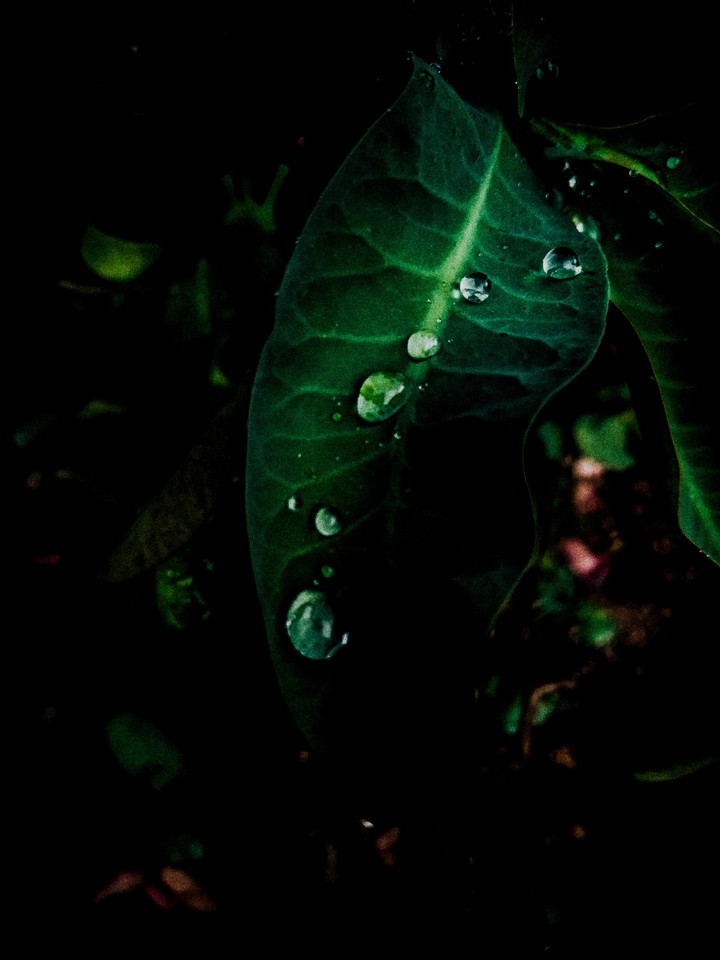 rain drops