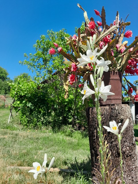 sfondi flower, tree