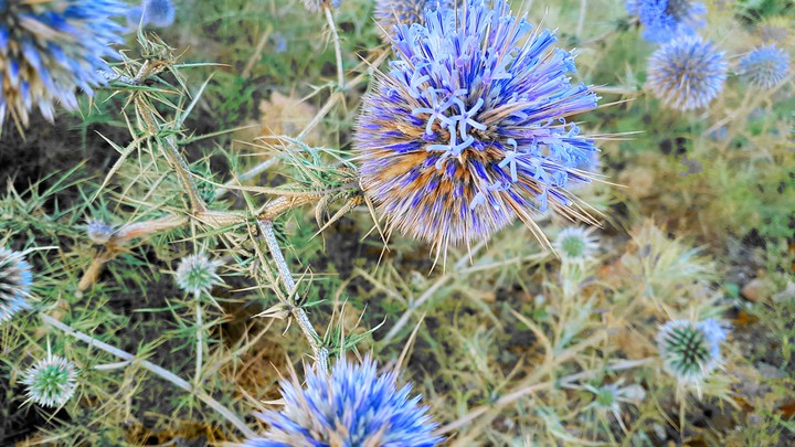 thistle