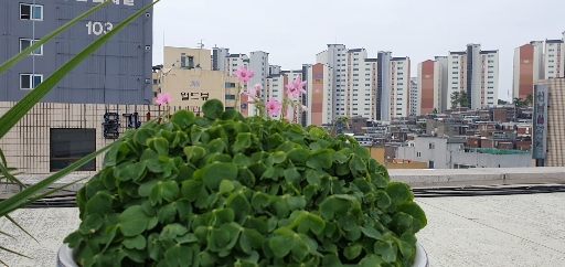 옥상
