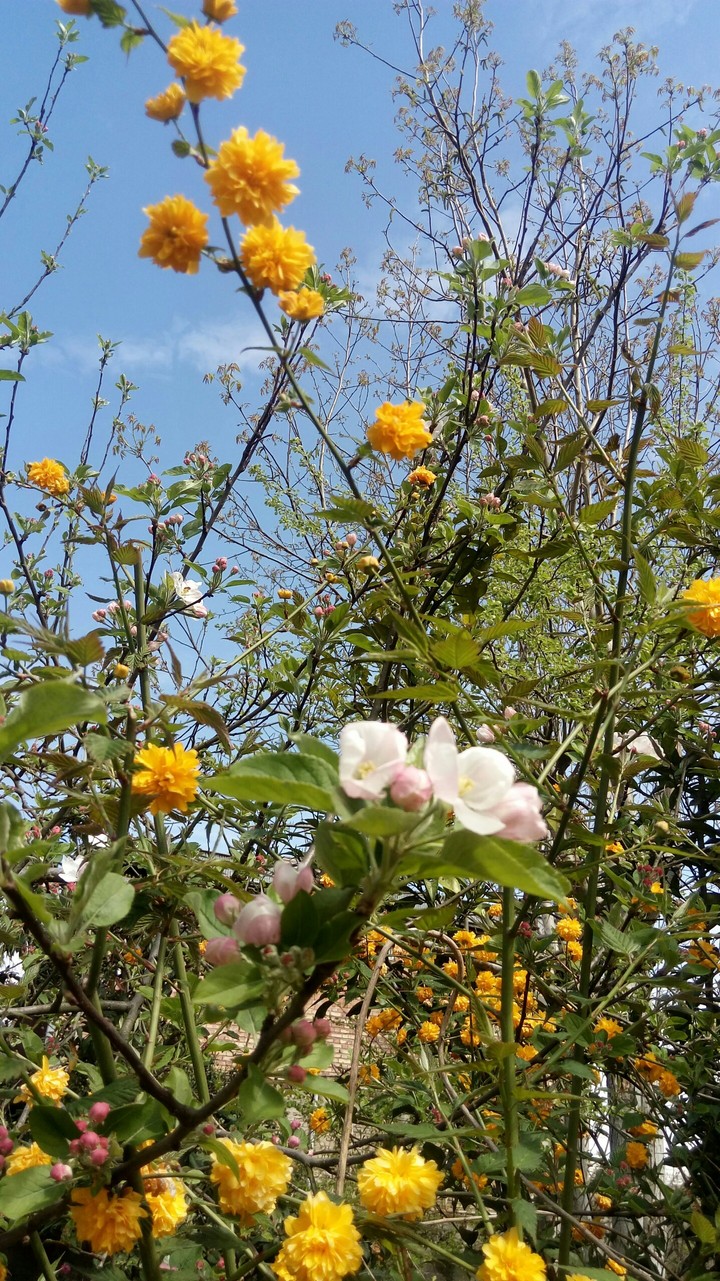 spring, flowers, sun, blue sky