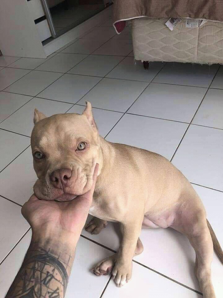 pitbull