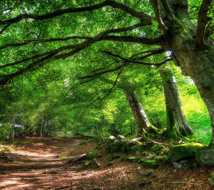 nature
