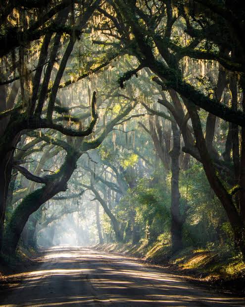 Dark Trees