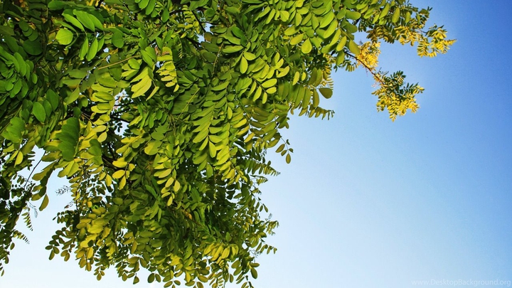 Acacia