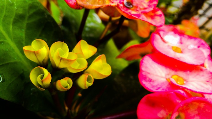 flower