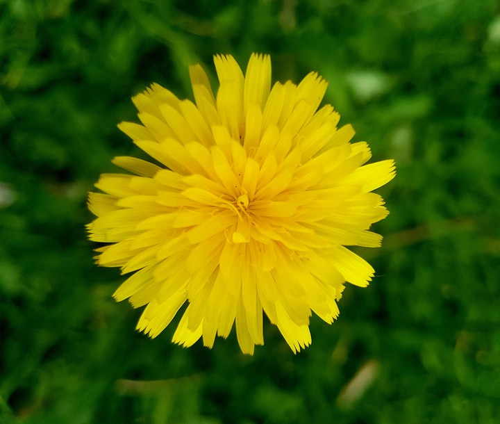 Yellow Beauty