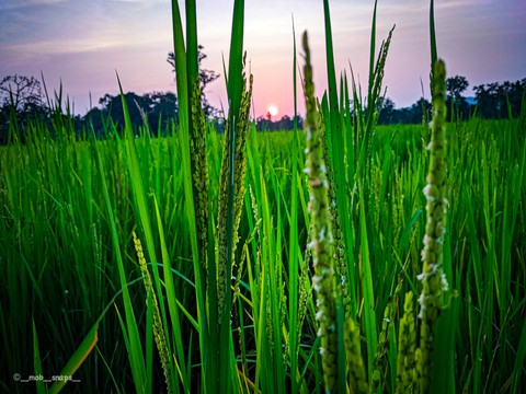 Rice field