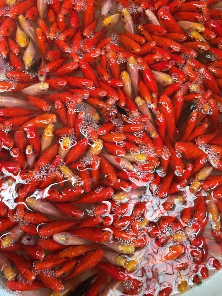 Goldfish