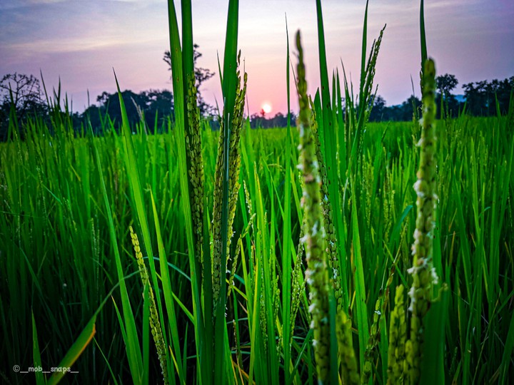Rice field