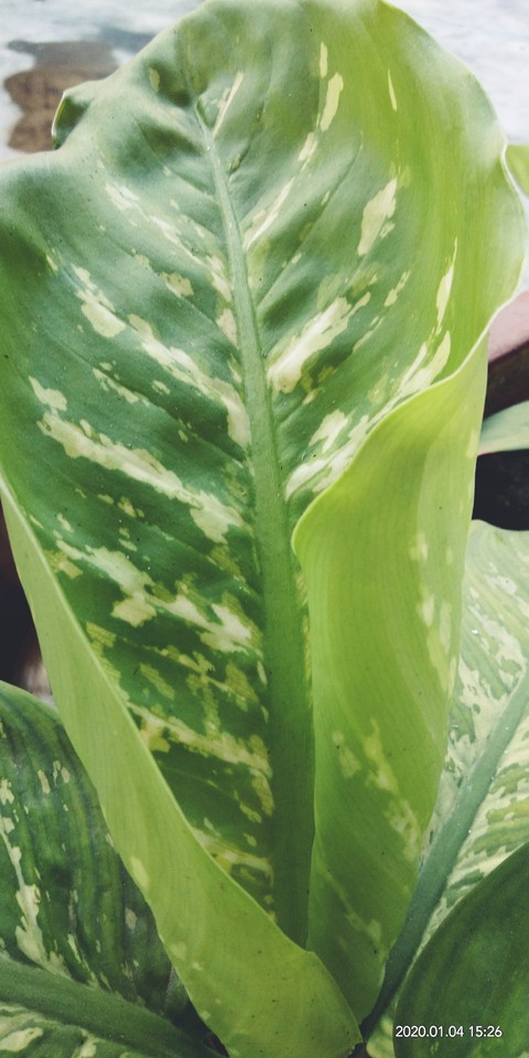 fresh leaf