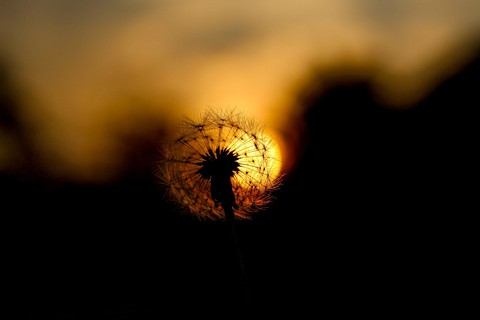 Dandelion - Dente de Leão