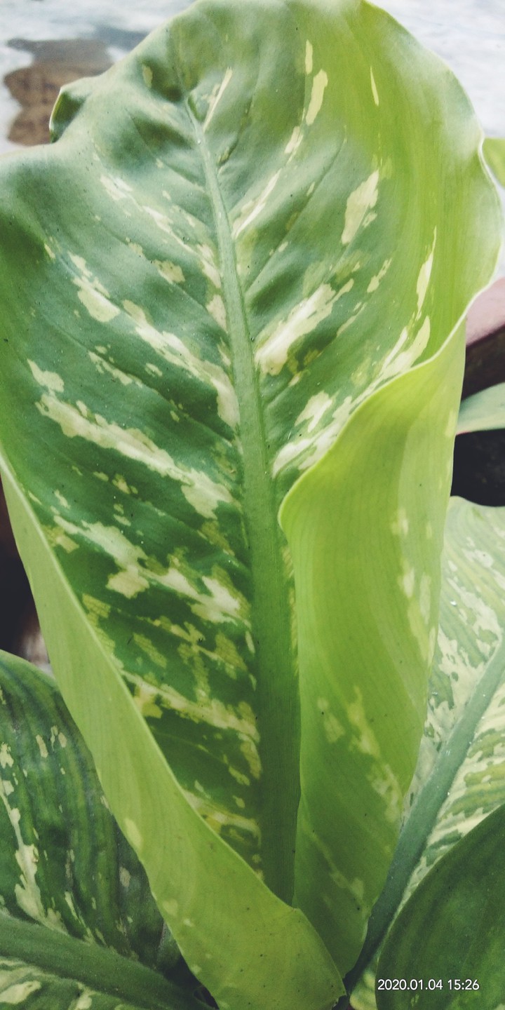 fresh leaf