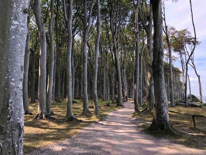 Gespensterwald