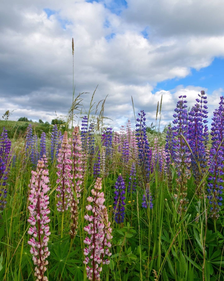 wildflowers