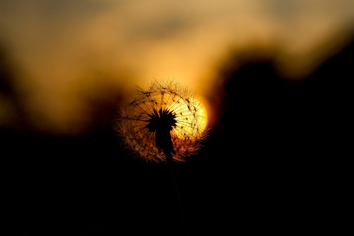 Dandelion - Dente de Leão