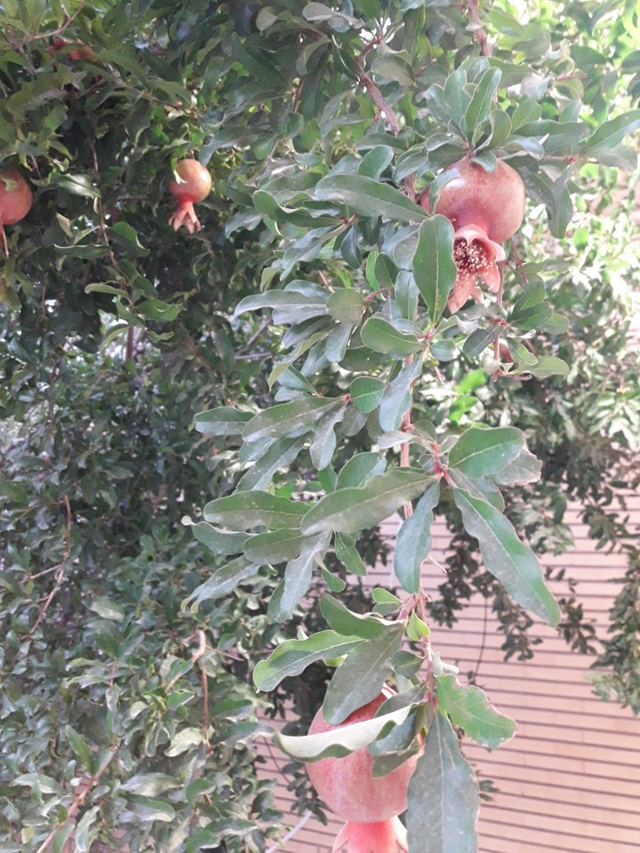 pomegranates