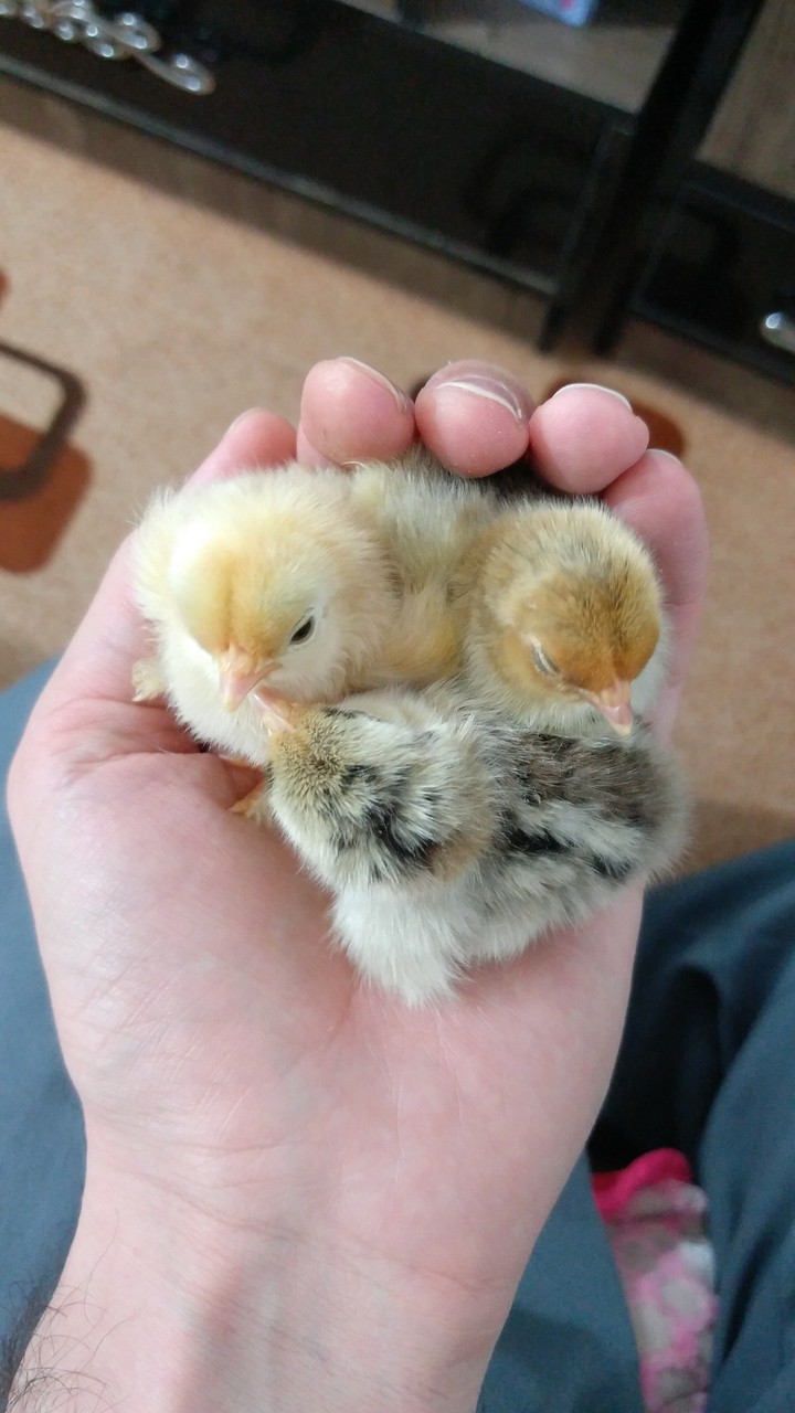 chicks