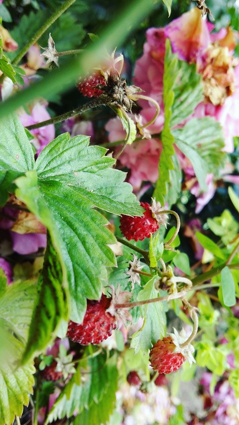NATURE