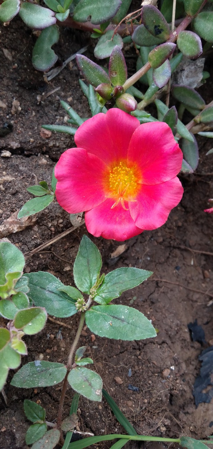 # Flower?