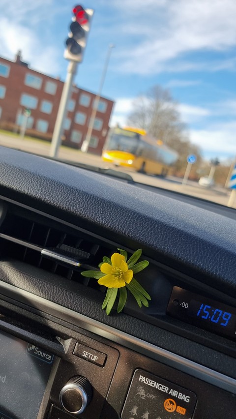 обои windshield, Pollen