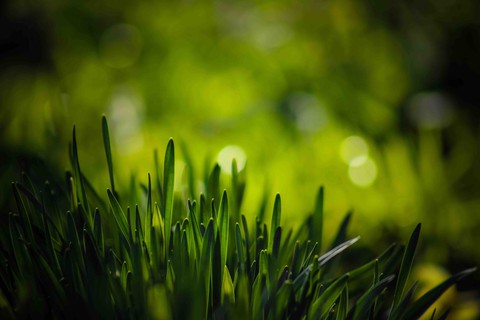 grass