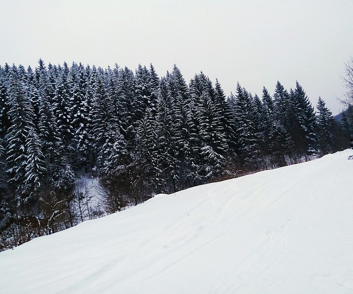 #forest#snow#cold#