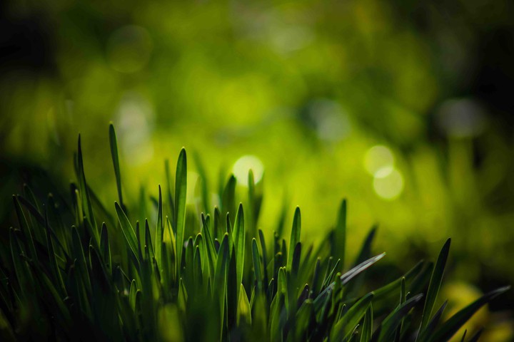 grass