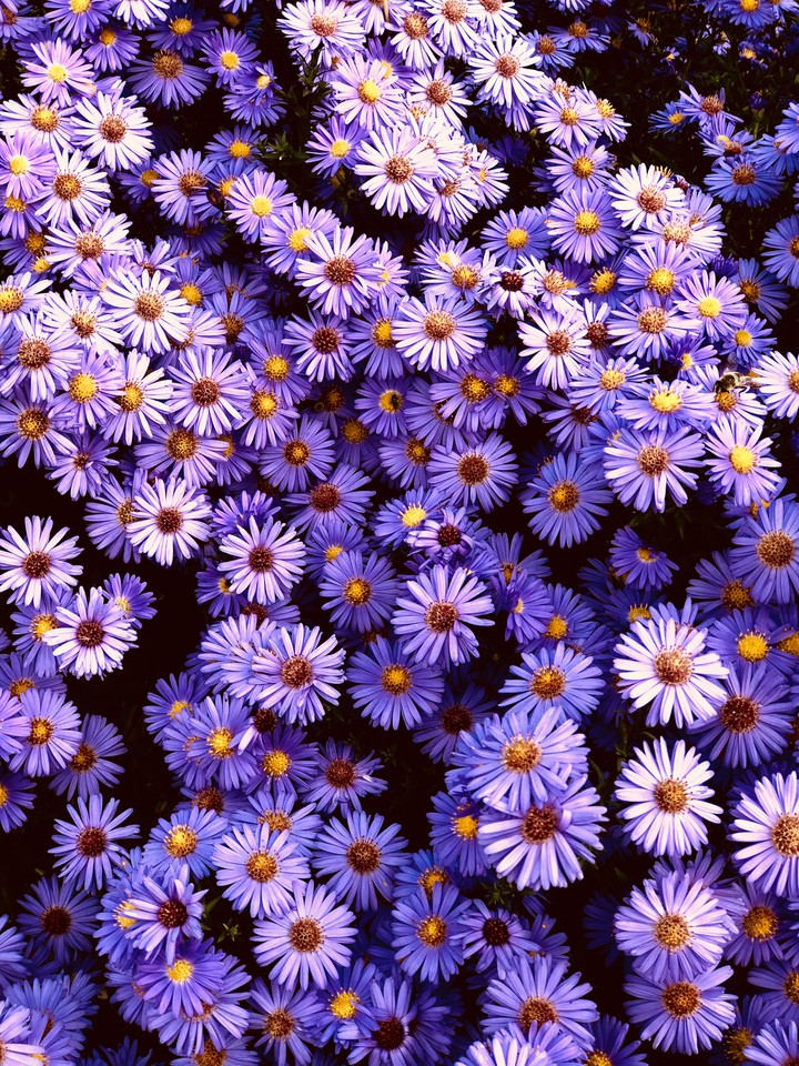 flowers ?