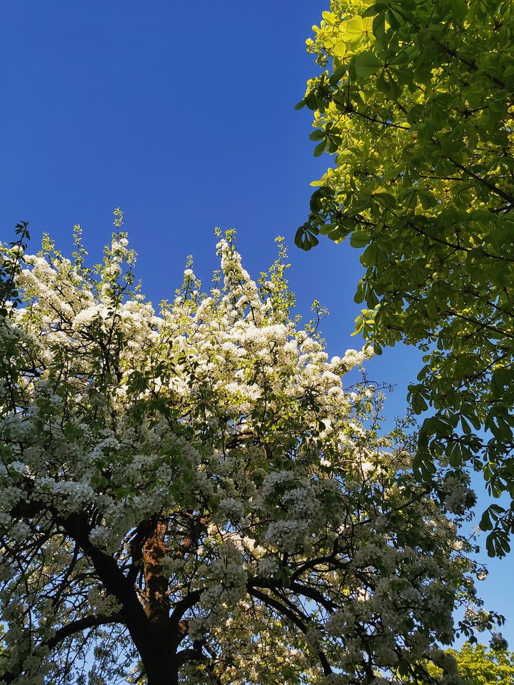 #spring #fascinating #beautiful