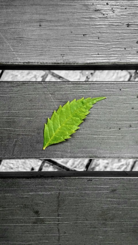 The Leave